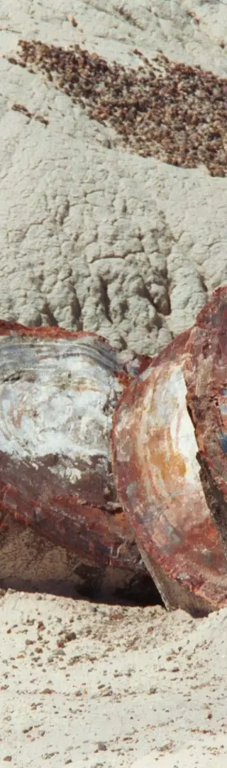 Petrified Forest